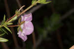 Hairy laurel <BR>Hairy wicky